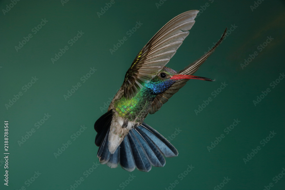 Fototapeta premium Broad-billed hummingbird in flight