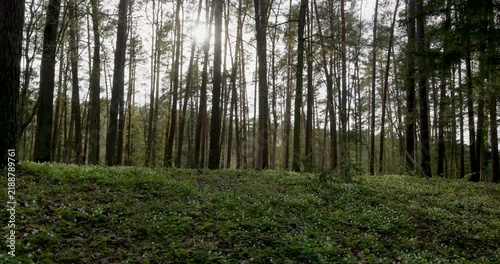 Sunlight filtering through a dense Irish forest