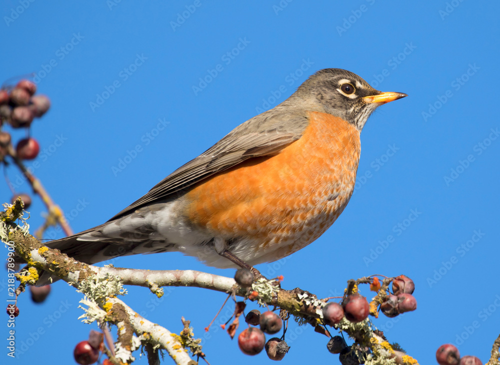 Fototapeta premium American robin (Turdus migratorius), Marion County, Oregon