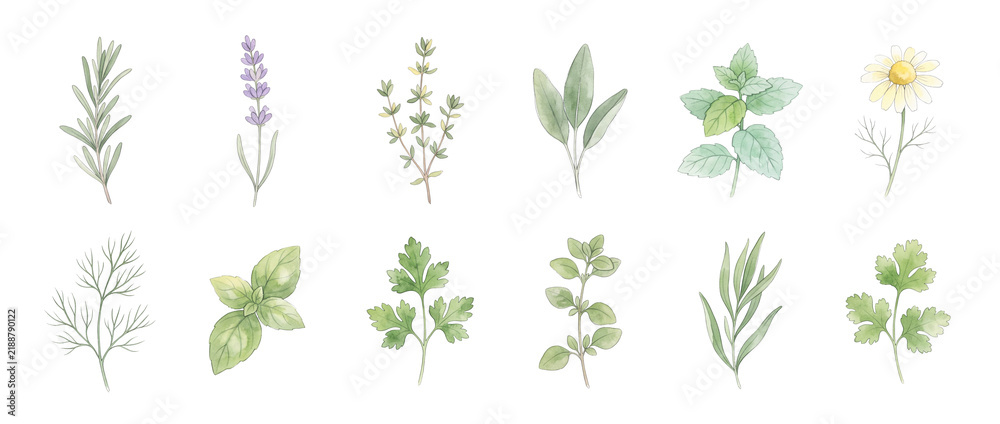 Obraz premium Watercolor herbs botanical illustration set featuring fresh culinary plants like rosemary basil mint lavender sage parsley thyme chamomile and oregano isolated on black background for organic cooking