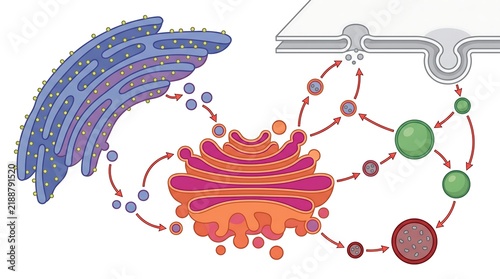 Endomembrane system workflow showing rough endoplasmic reticulum and golgi apparatus trafficking
