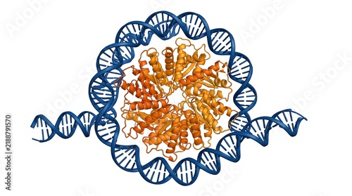 Obraz na płótnie Dna binding protein interacting with double helix structure in molecular biology render