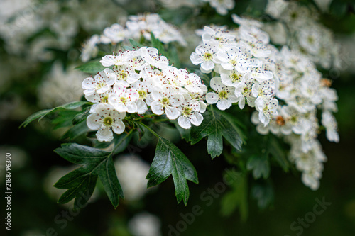 Fototapeta Blooming spring hawthorn shrub, white flowers and green leaves