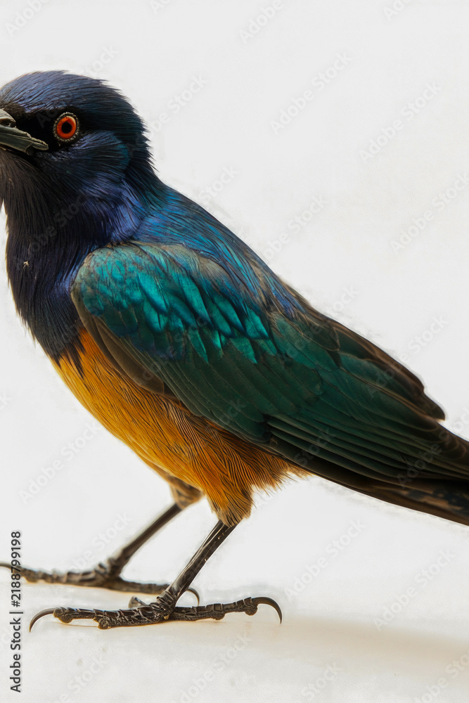 Fototapeta premium A vibrant bird sits on a clean white surface, ready for use in various designs. vertical frame