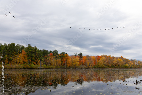 Flock of birds flying over lake with fall foliage reflection. Wild geese migrating above autumn forest and calm water. Mud Lake in Ottawa, Canada