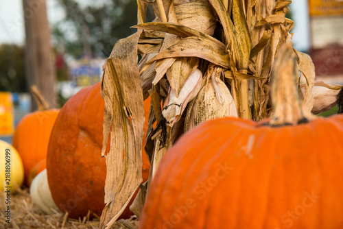 Harvest time with pumpkins and corn decor in a rural area during autumn season