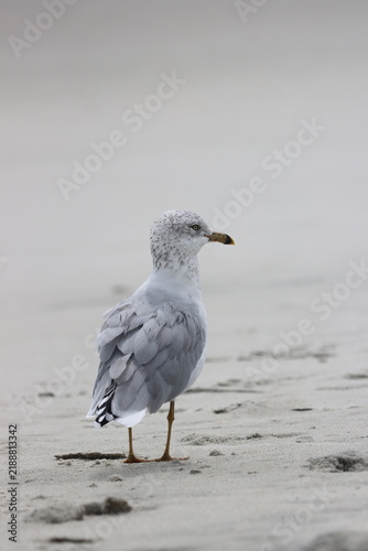 A ring billed gull at Litchfield Beach, South Carolina