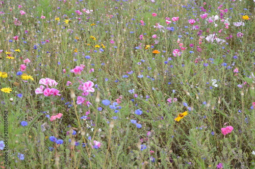 Colourful flower garden with blooms of many colours at Brodie Castle near Elgin
