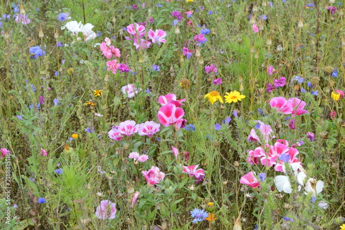 Colourful flower garden with blooms of many colours at Brodie Castle near Elgin