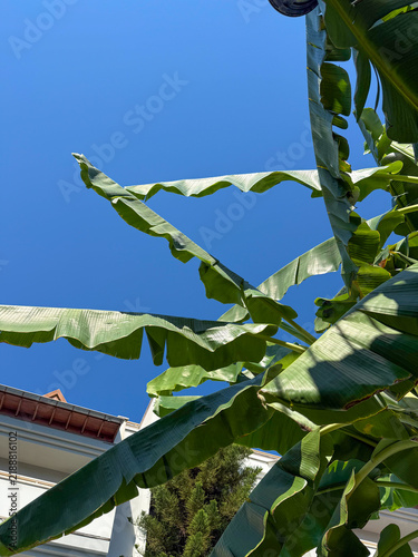 Foto Green banana leaves against a clear blue sky with a glimpse of a building and tr