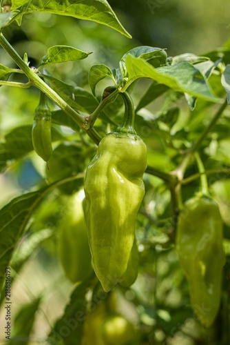 Canvastavla Fresh green chili pepper growing on plant branch in garden