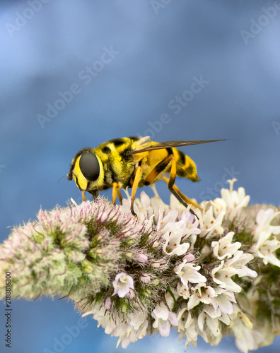 Fotografie Macro détaillée d'un syrphe (mouche mimétique) butinant sur une fleur sauvage