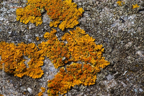 Detailed macro of bright orange Xanthoria parietina lichen on rough concrete surface