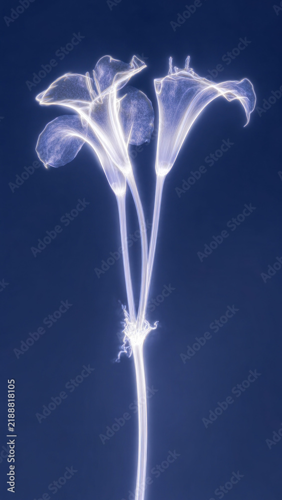 Obraz premium Glowing lilies on a dark blue background, perfect for mobile wallpaper.