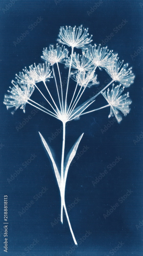 Obraz premium Elegant cyanotype floral design, perfect for a stylish mobile wallpaper.