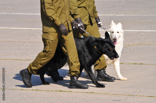 Fotografía Police officers marching with black and white shepherd dogs