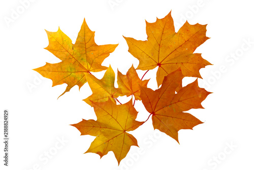  Orange autumn maple leaves branch png
