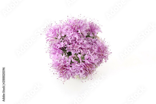 白背景のモナルダの花束