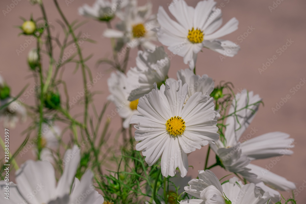 Fototapeta premium Beautiful white cosmos flower in full bloom with buds