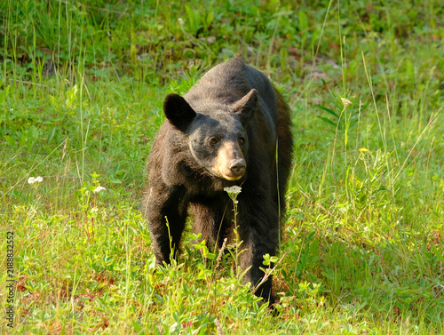 Black Bears Feeding among wildflowers in the Canadian wilderness