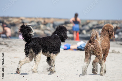Two Poodles playing together on a sandy beach on a sunny day