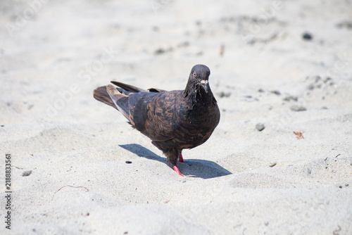 Dark feral pigeon eating food on a sunny sandy beach