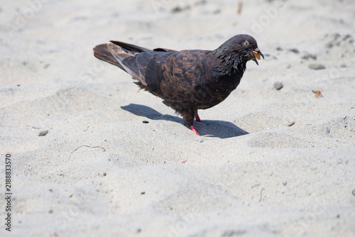 Dark feral pigeon eating food on a sunny sandy beach