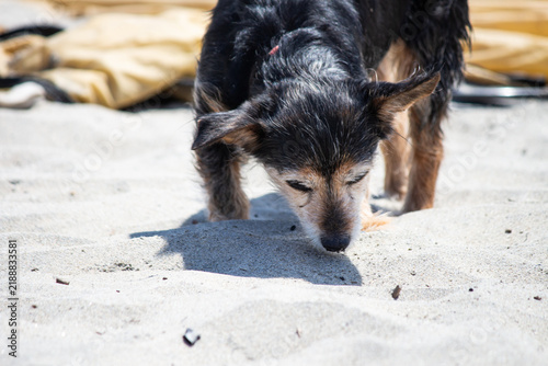 Small wirehaired terrier mix sniffing the sand on a sunny beach