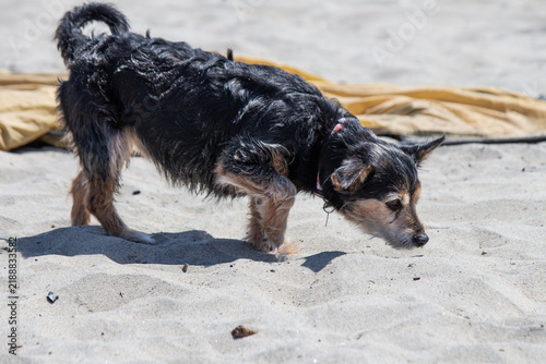 Small wirehaired terrier mix sniffing the sand on a sunny beach