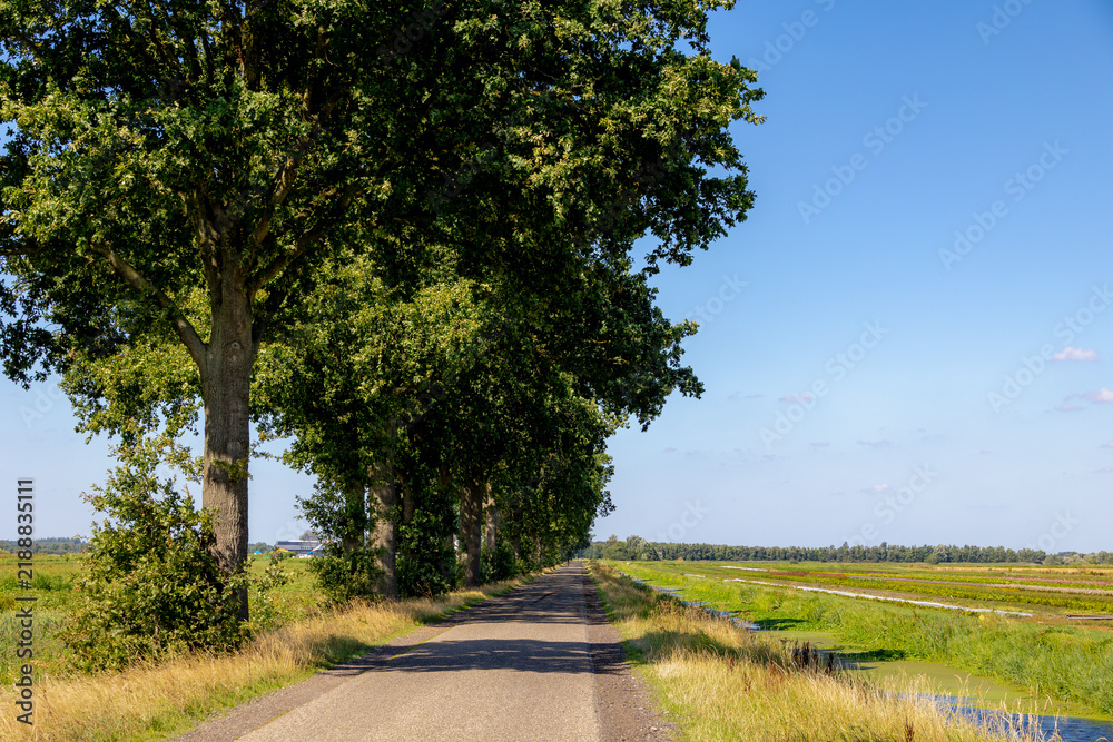 Obraz premium Rural Dutch landscape with agricultural fields and canal, Countryside paved path with trees shading narrow road alongside farmland and drainage ditch, The border of Friesland and Drenthe, Netherlands.