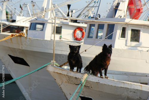 Konstfotografi Boats dogs