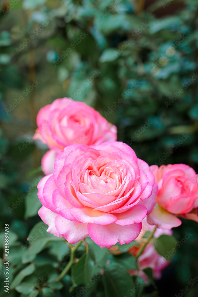 Fototapeta premium Laugh Maker Rose in a Botanical Garden. Wedding Valentine concept