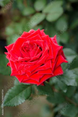 Foto Beautiful Moonwalk Red Rose in a Botanical Garden