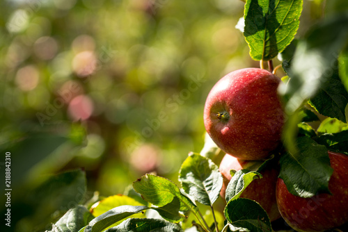 Red apples on tree ready to be harvested. Ripe red apple fruits in an apple orchard.