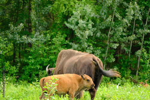 Baby Bison Calf nursing in a small clearing