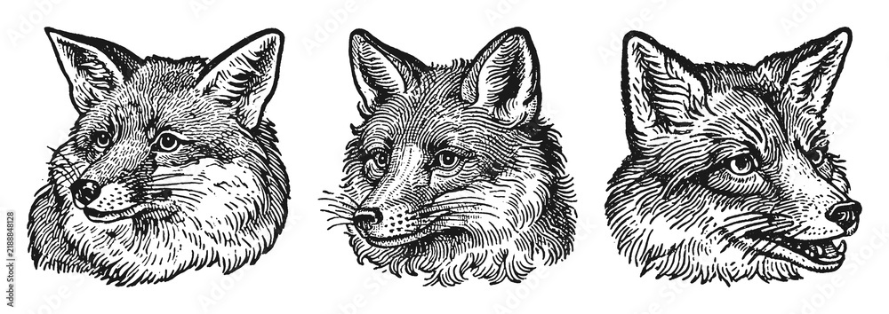 Fototapeta premium PNG Vintage fox illustrations in detailed black ink style, transparent background