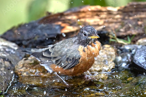 Adult robin splashes around in the water.