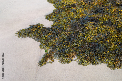 Foto Green and brown seaweed washed up on the white sand beach of Portsoy in Aberdeen