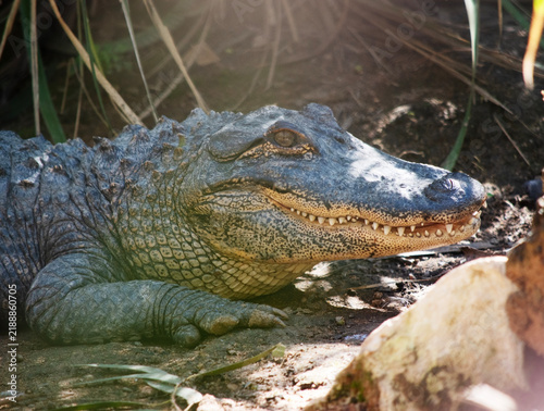 Принти на полотні this is a side view of an alligator