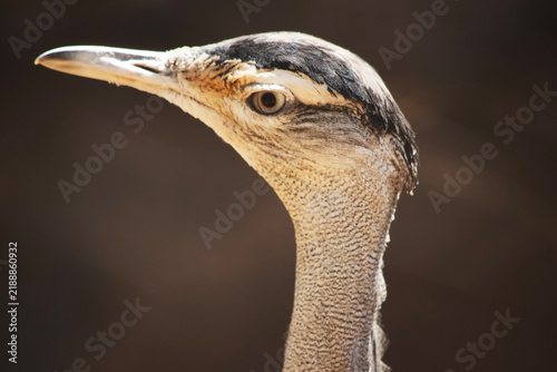 Konstfotografi this is a close up of an Australian bustard