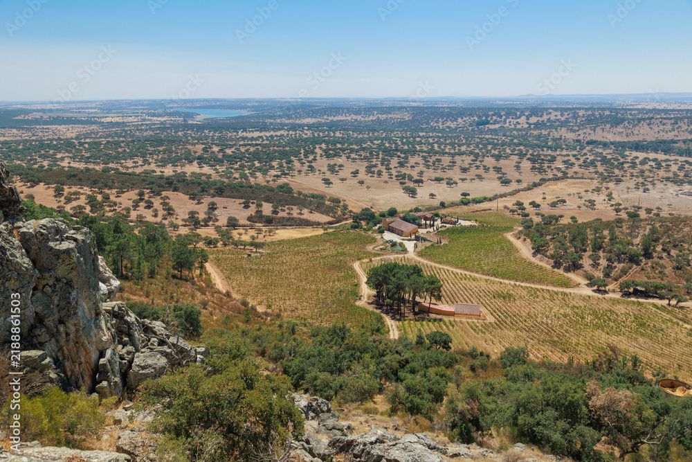 Obraz premium Panoramic landscape of the Alentejo region in Portugal, showing vineyards, dry countryside, scattered cork and olive trees, rural farmland and a vast Mediterranean landscape under a clear blue sky.