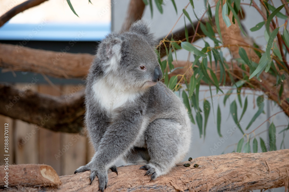 Obraz premium the koala is sitting on a tree branch