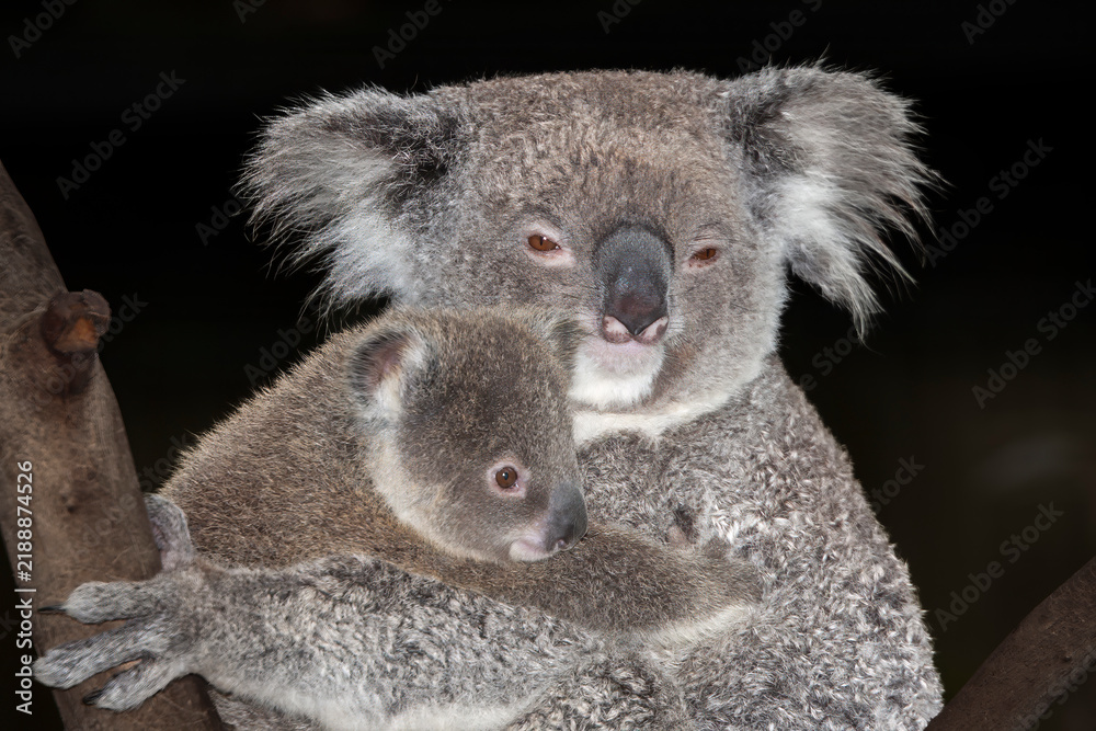 Fototapeta premium Koala with Joey