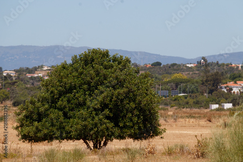 Fotografie Lone carob tree in Portugal