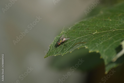 Obraz na płótnie fly on leaf