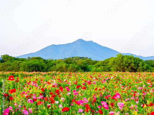 Obraz na płótnie 小貝川ふれあい公園のポピーと筑波山（茨城県下妻市）