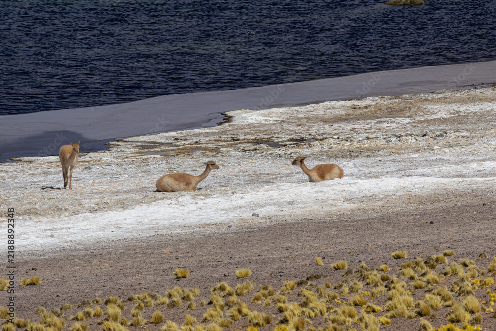 Fototapeta premium Vicuñas resting and standing by an altiplanic lagoon, displaying wildlife in the arid landscape of the atacama desert with salt flats and a rich ecosystem