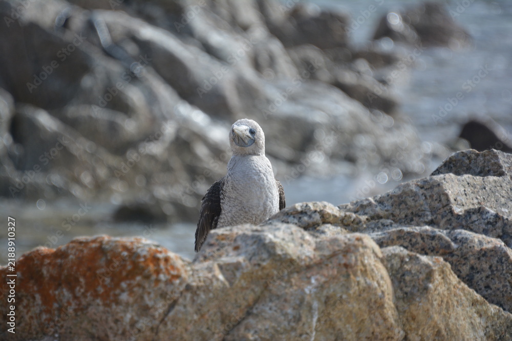 Fototapeta premium Aves