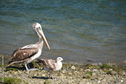 Konstfotografi Pelicanos en angelmó