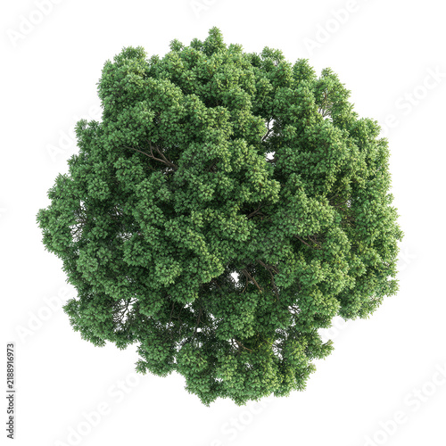 The image features a top down view of a dense, lush tree with a rounded canopy. The foliage is full and vibrant, with small, closely packed green leaves creating a textured appearance